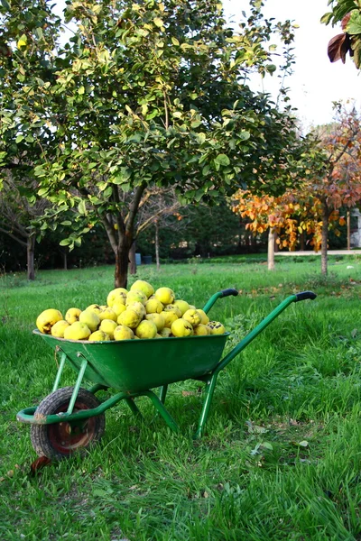 Vacker flicka samla färsk frukt — Stockfoto