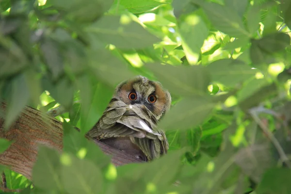 Owl on green tree — Stock Photo, Image