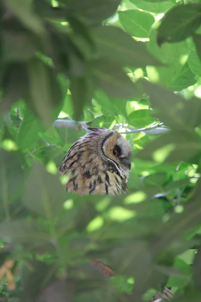 Owl on green tree — Stock Photo, Image