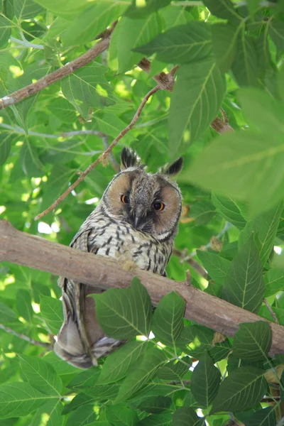 Chouette sur arbre vert — Photo