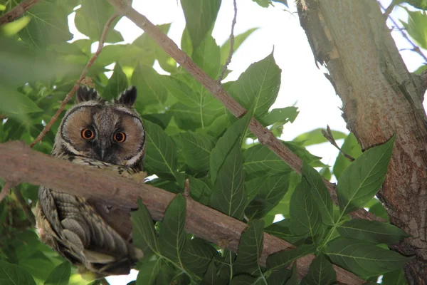 Owl on green tree — Stock Photo, Image