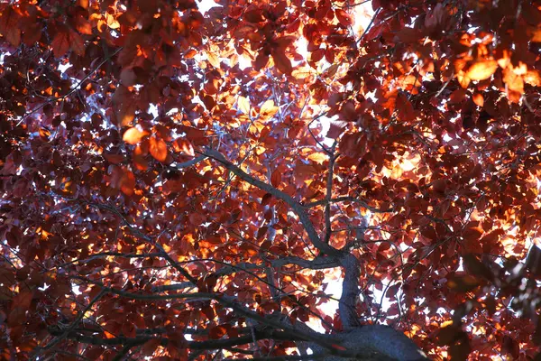 Bel arbre rouge avec lumière du soleil — Photo