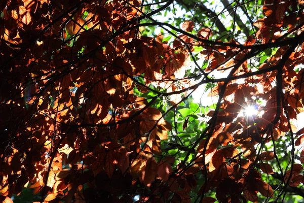 Schöner roter Baum mit Sonnenlicht — Stockfoto