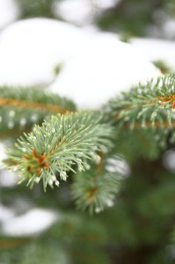 kar ile Noel ağacı 