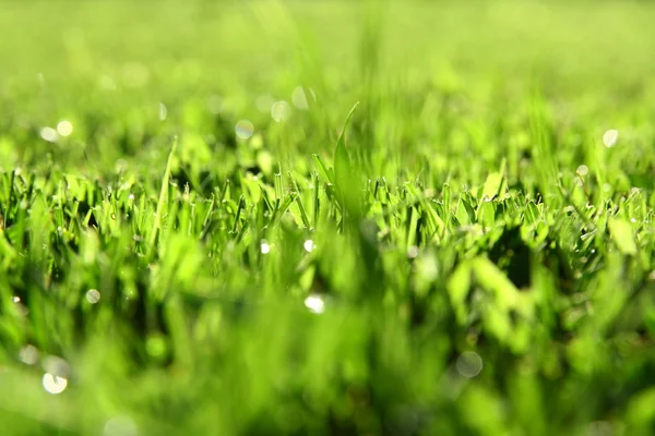 Grama verde fundo com luz solar — Fotografia de Stock