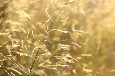 Arka plan için sarı çim