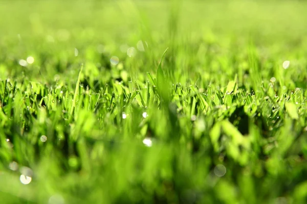 Fondo de hierba verde con luz solar — Foto de Stock