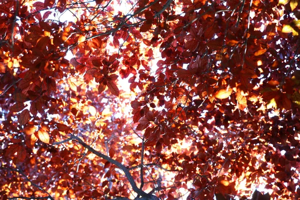Красиве червоне дерево з сонячним світлом — стокове фото