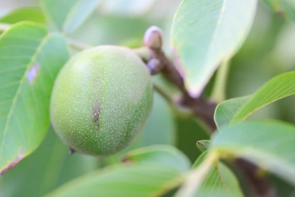 Green walnut on tree — Stock Photo, Image