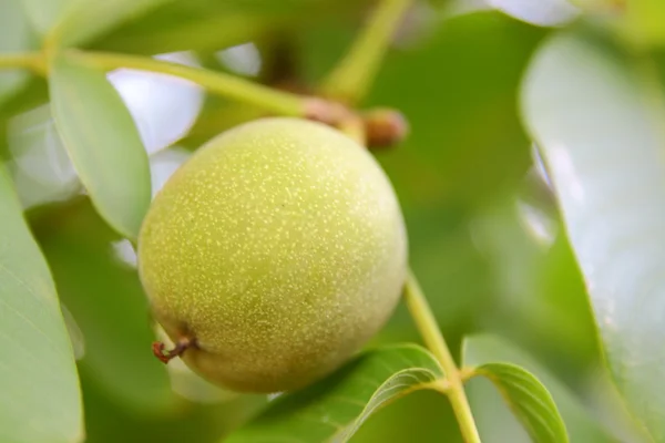 Green walnut on tree — Stock Photo, Image