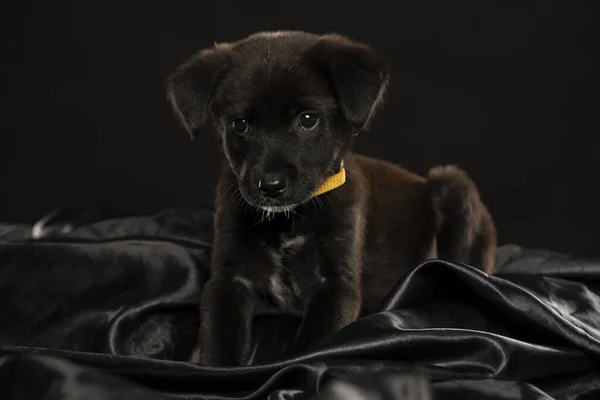 Portret Van Een Kleine Zwarte Stret Hondje Studio Een Zwarte — Stockfoto