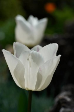 Çiçek açan beyaz lale çiçeğini kapatın. Yumuşak doğal arka plan, açık havada zarif bahar çiçekleri..