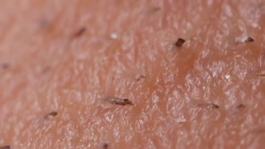 Ekstrem makro insan derisi dokusunun HD videosu. Tarafsız bir arka planda tıraş edilmiş saç uzaması ve sakalları var.