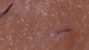 Ekstrem makro insan derisi dokusunun HD videosu. Tarafsız bir arka planda tıraş edilmiş saç uzaması ve sakalları var.