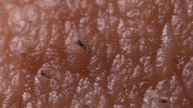 Ekstrem makro insan derisi dokusunun HD videosu. Tarafsız bir arka planda tıraş edilmiş saç uzaması ve sakalları var.