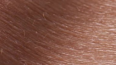 Ekstrem makro insan göğüs derisi dokusunun HD videosu ince kadife saçlar ve koyu arkaplanda görünen mikro yüzey detayları.