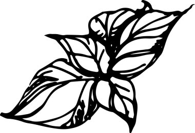 Fesleğen. Vektör çizim