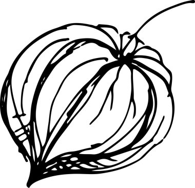 Fisalis. Vektör çizim