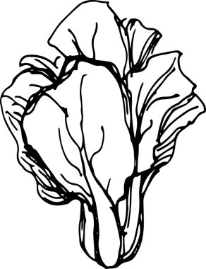 Çin lahanası. Vektör illüstrasyonu