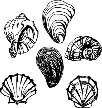 Seashell küme. Vektör çizim