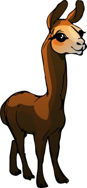 Lama. Vektör çizim