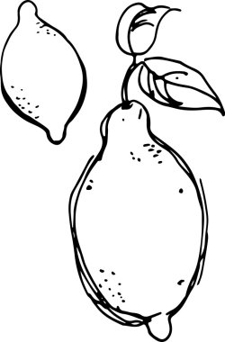 limon. vektör çizim