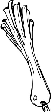 pırasa. vektör çizim