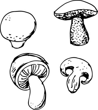 Mantar küme. Vektör çizim