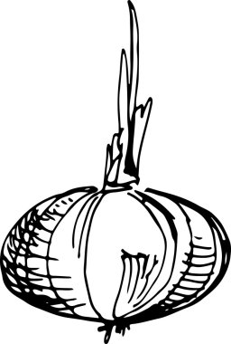 soğan. Vektör çizim