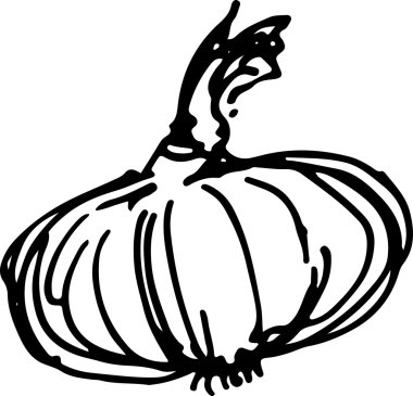 soğan. Vektör çizim