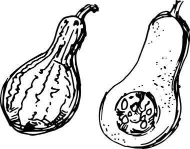 Balkabağı. vektör çizim