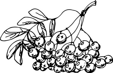 Rowan. vektör çizim