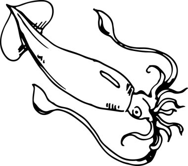 Mürekkep balığı. Vektör çizim