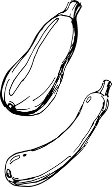 Squash. Vektör çizim