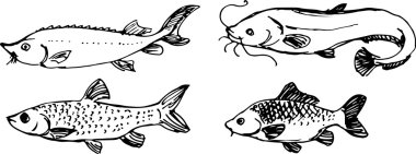 Fish set. Vector illustration clipart