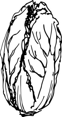 Çin lahanası. Vektör illüstrasyonu