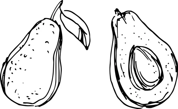 Avocat. Illustration vectorielle — Image vectorielle