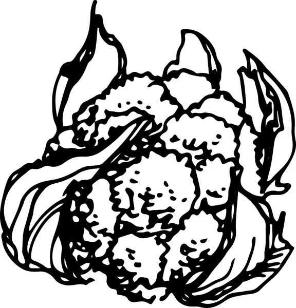 Cauliflower. Vector Illustration — Stock Vector
