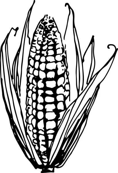 Du maïs. Illustration vectorielle — Image vectorielle