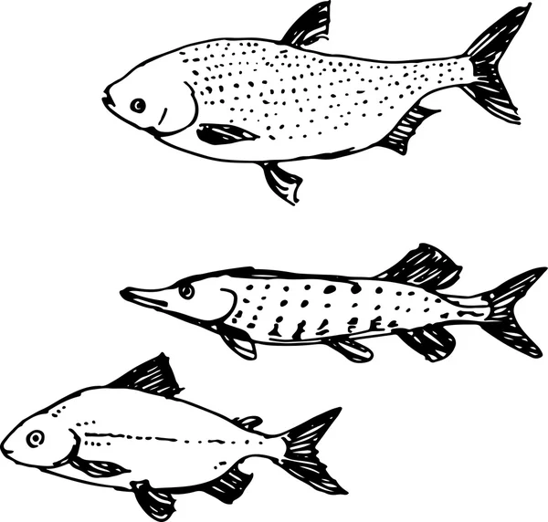 Fish set. Vector illustration — Stock Vector