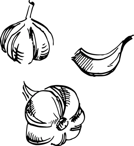 Garlic. Vector illustration — Stock Vector