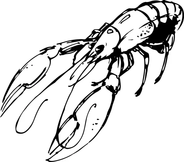 Du homard. Illustration vectorielle — Image vectorielle