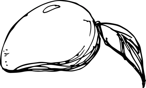 Mango. Ilustrație vectorială — Vector de stoc