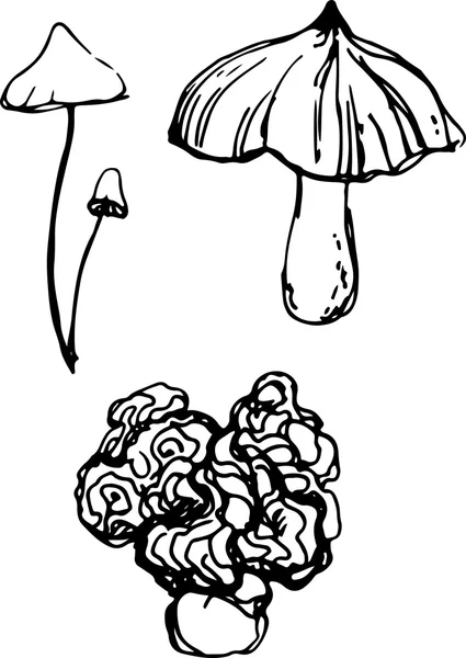 Ensemble de champignons. Illustration vectorielle — Image vectorielle