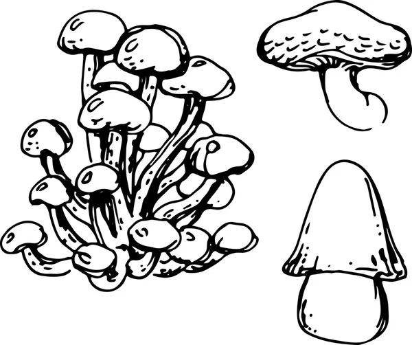 Set di funghi. Illustrazione vettoriale — Vettoriale Stock