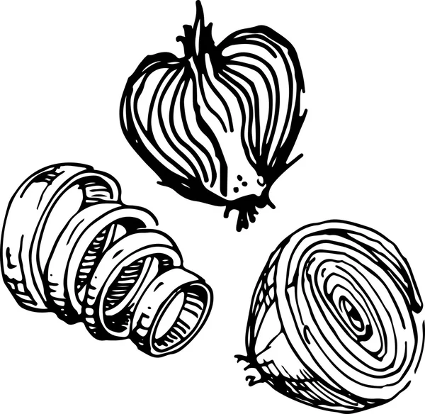 Onion. Vector illustration — Stock Vector