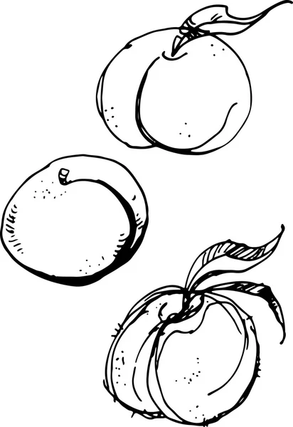 Персик. Векторная иллюстрация — стоковый вектор
