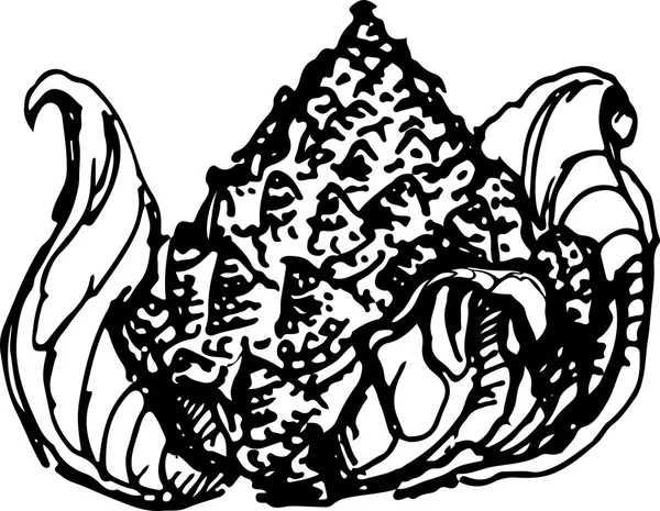 Romanesco. Illustration vectorielle — Image vectorielle