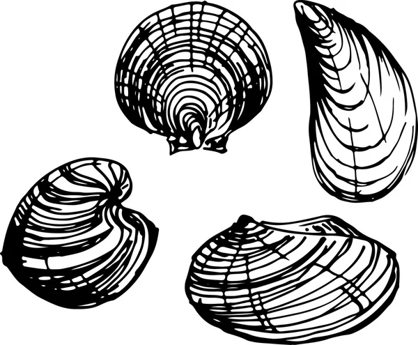 Shell set. Vektor illustration — Stock vektor