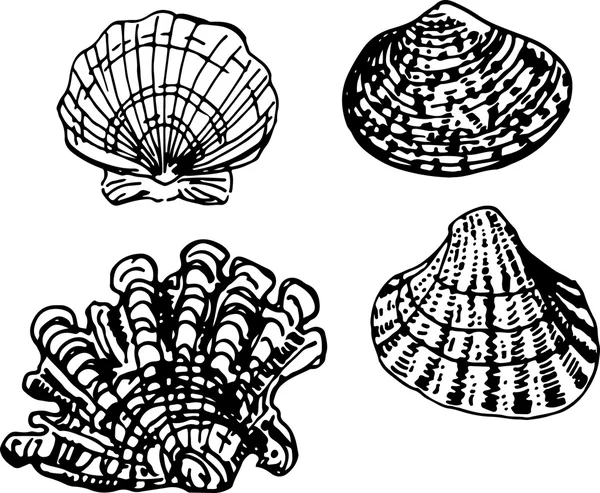 Shell set. Ilustrație vectorială — Vector de stoc